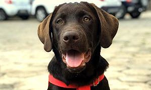 bono bombeiros 20191213 1376448220