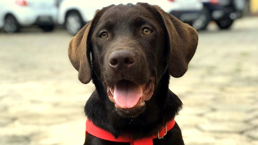 bono bombeiros 20191213 1376448220