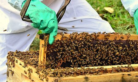 joinville sedia nesta semana o maior evento de criacao de abelhas do brasil 20180514 1604407615