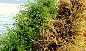 macroalga epagri 20200124 1314412579