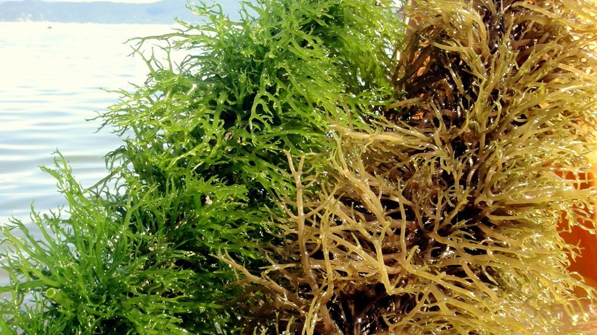 macroalga epagri 20200124 1314412579