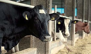 santa catarina comemora 12 anos como area livre de febre aftosa sem vacinacao 20190524 1137101486