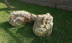 Fóssil 250 milhões de anos 1