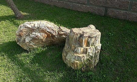 Fóssil 250 milhões de anos 1