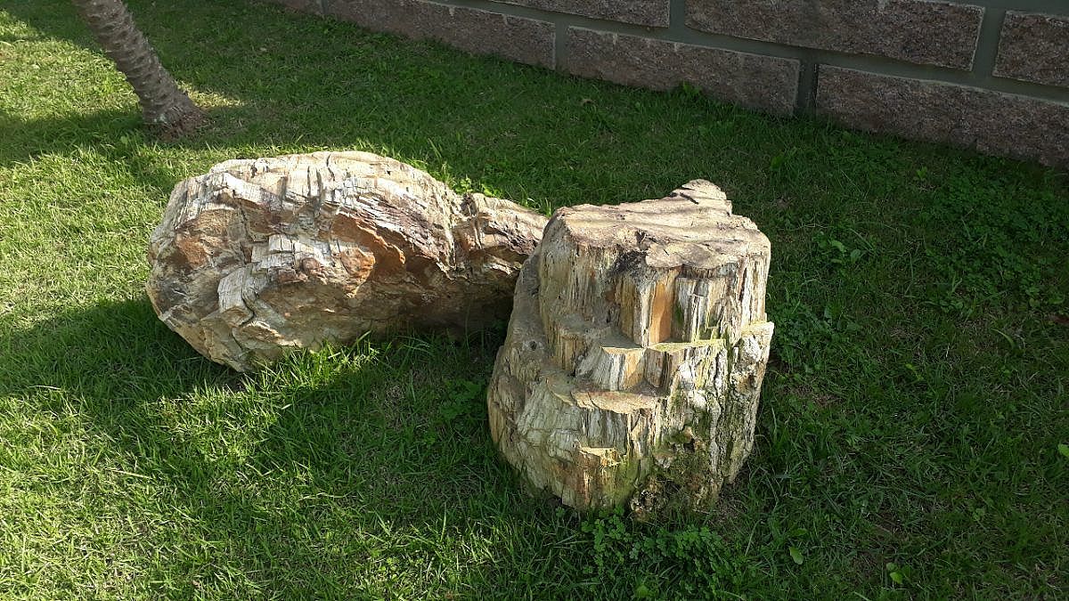 Fóssil 250 milhões de anos 1