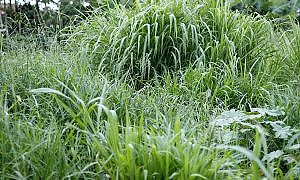 Prefeitura reforça fiscalização de terrenos em situação de abandono em Criciúma Foto de Jhulian Pereira