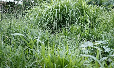 Prefeitura reforça fiscalização de terrenos em situação de abandono em Criciúma Foto de Jhulian Pereira