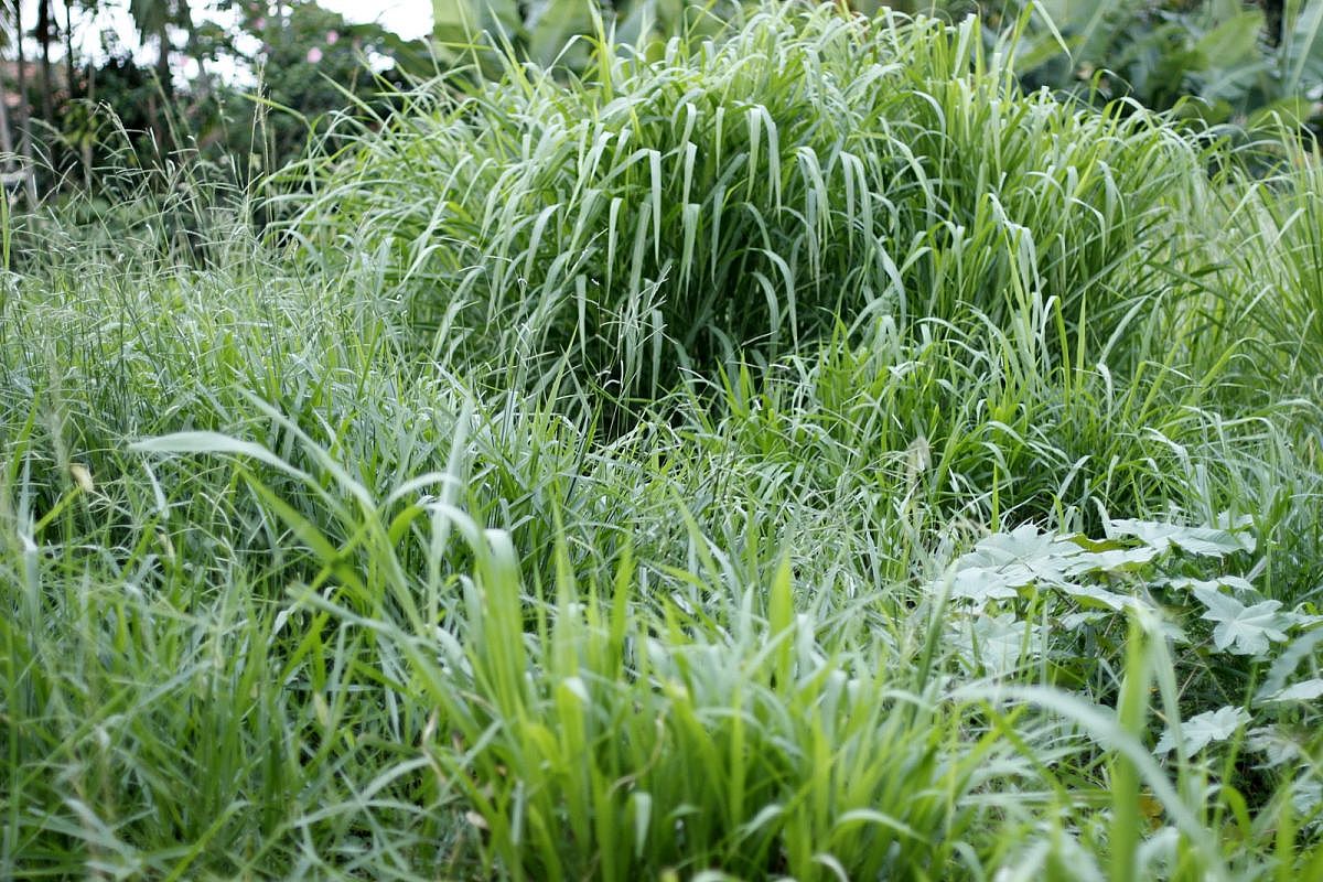 Prefeitura reforça fiscalização de terrenos em situação de abandono em Criciúma Foto de Jhulian Pereira