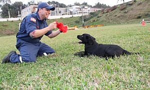 sasuke completa nova geracao de filhotes do cbmsc 20200203 1928907494