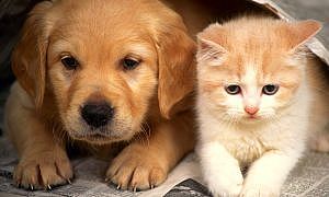 Feira de adoção imagem ilustrativa