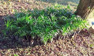 20 04 Mudas de palmito