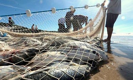 pesca de arrasto 20200410 1614153205