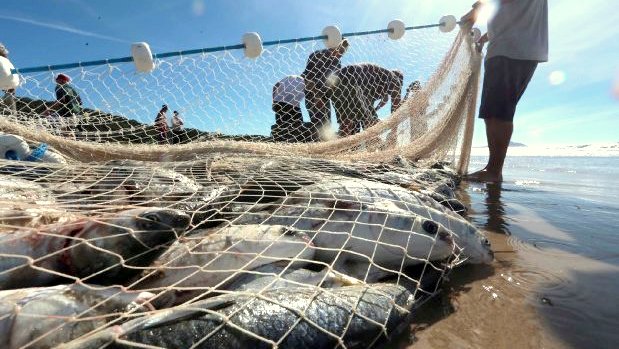 pesca de arrasto 20200410 1614153205