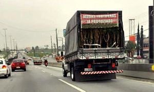 cidasc proibe comercio de mudas e proibido em santa catarina 20200515 1874581835