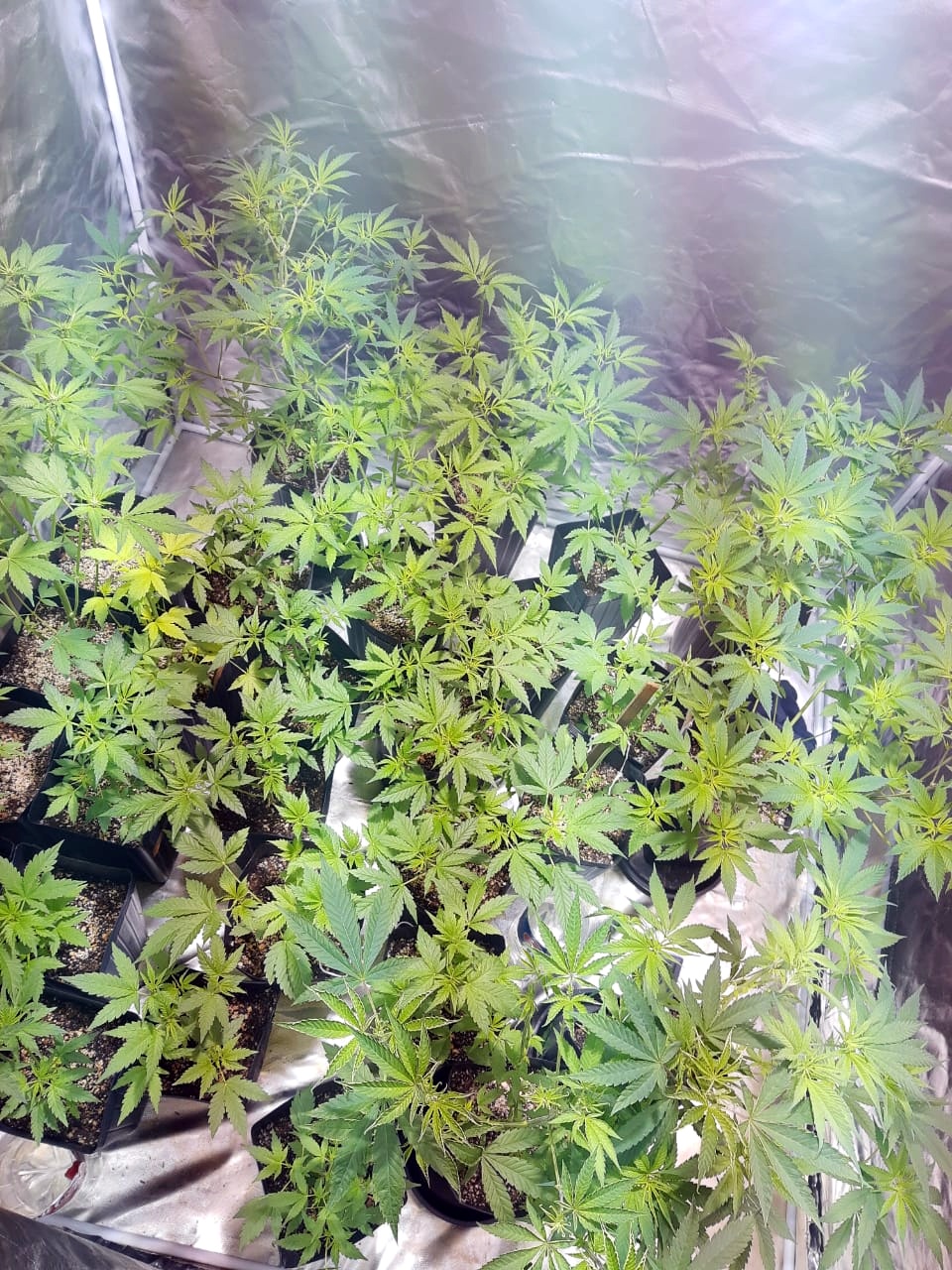 Estufa com cultivo de maconha é encontrada pela PM no bairro Verdinho 8 WhatsApp Image 2020 06 04 at 06.25.30 1