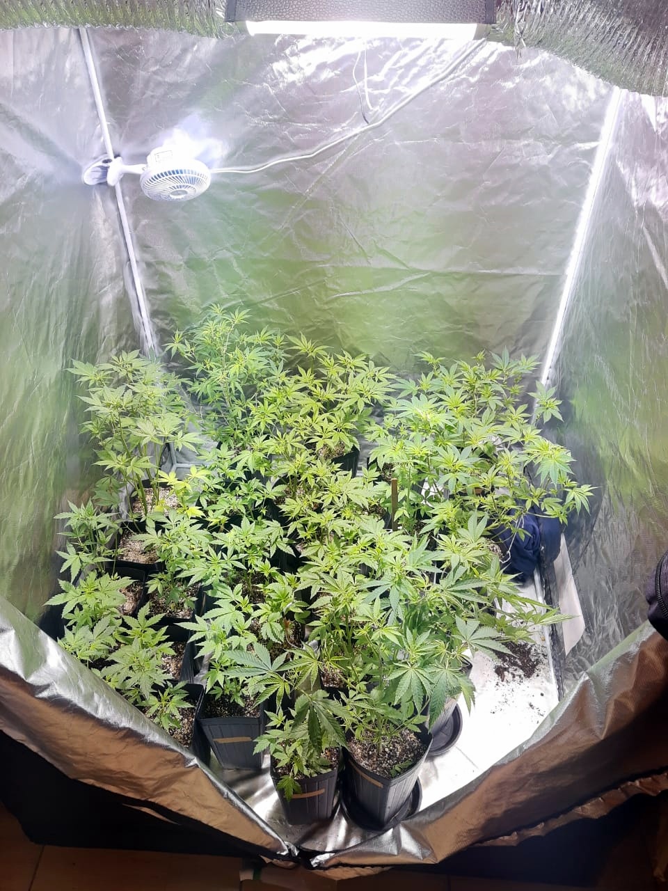 Estufa com cultivo de maconha é encontrada pela PM no bairro Verdinho 10 WhatsApp Image 2020 06 04 at 06.25.30 2