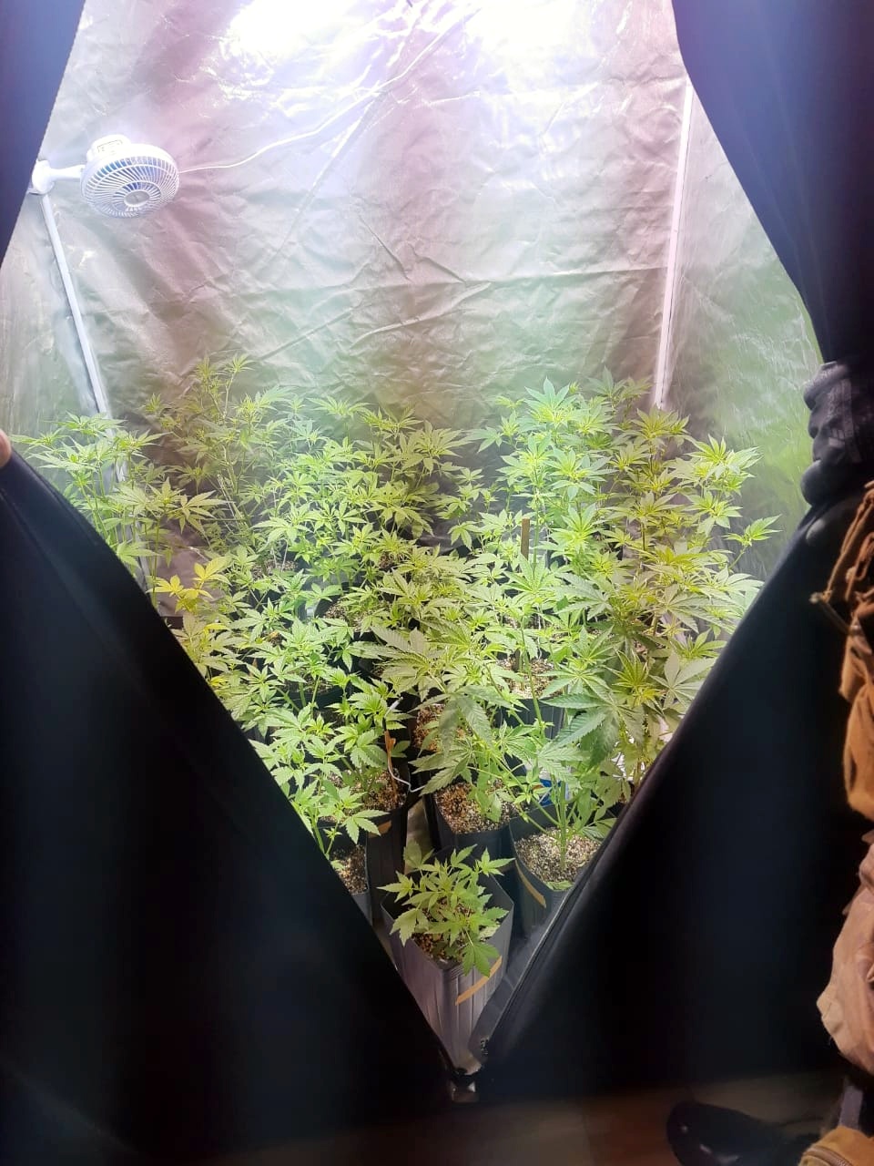 Estufa com cultivo de maconha é encontrada pela PM no bairro Verdinho 7 WhatsApp Image 2020 06 04 at 06.25.30