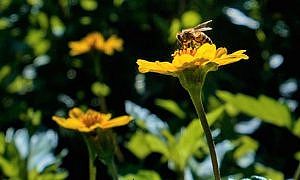 primavera flor abelha 20200922 1157462449