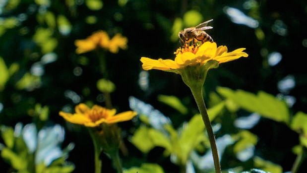 primavera flor abelha 20200922 1157462449