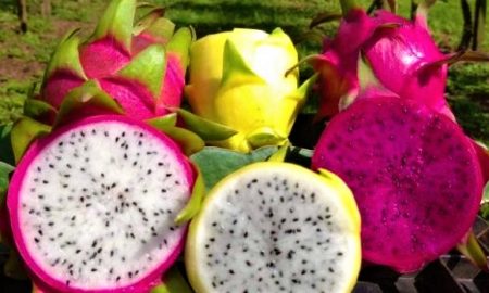 colheita de pitaia 20210114 1351522994