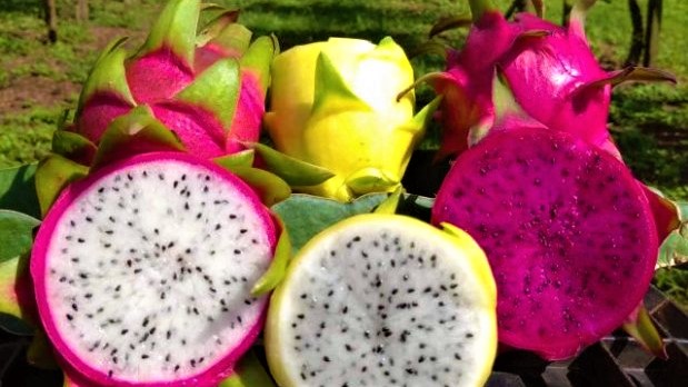 colheita de pitaia 20210114 1351522994