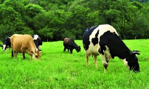 Vacas leiteiras em pastejo 2