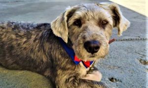 Feira de Adocao de Animais 2