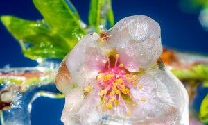 Fio plantas congeladas Tangara julho2021 Fotos Walter Graff Zang Epagri