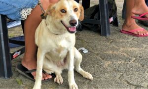 MutiraoCastracoes 01