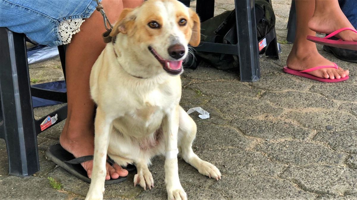 MutiraoCastracoes 01