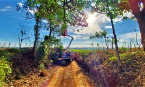 Vegetacao na rede 02