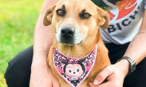 feira de adocao de animais