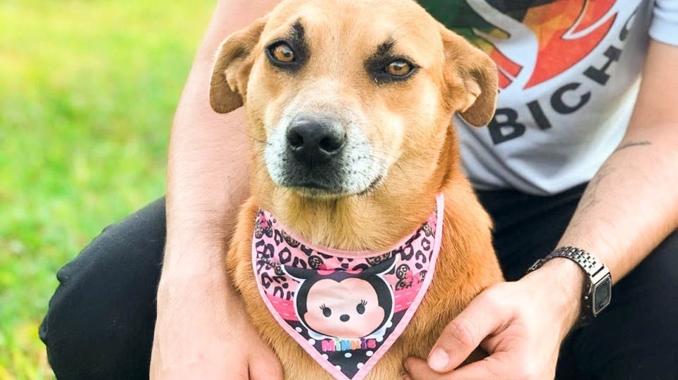 feira de adocao de animais