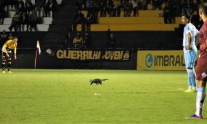 Gamba no gramado do HH Celso da Luz 1
