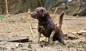 equipe do cbmsc localiza 10 vitimas entre os escombros em petropolis 20220223 1274443586