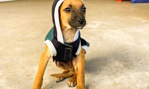 Criciuma-Shopping-Feira-de-Adocao-do-Animais