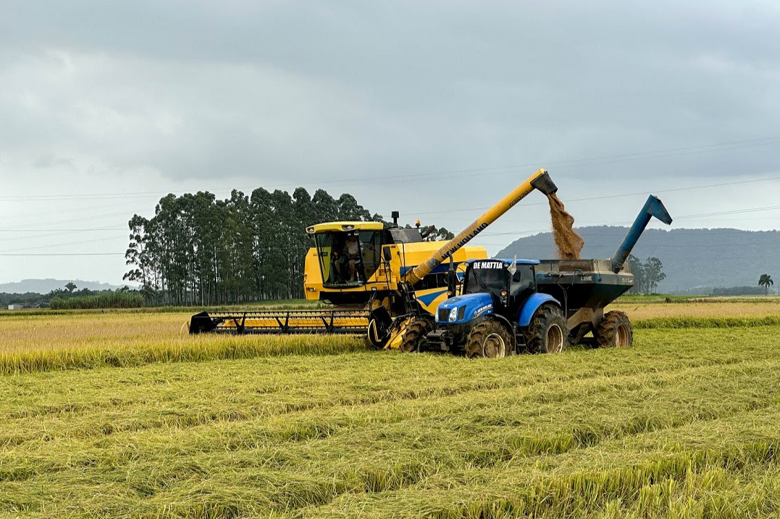 Colheita de Arroz