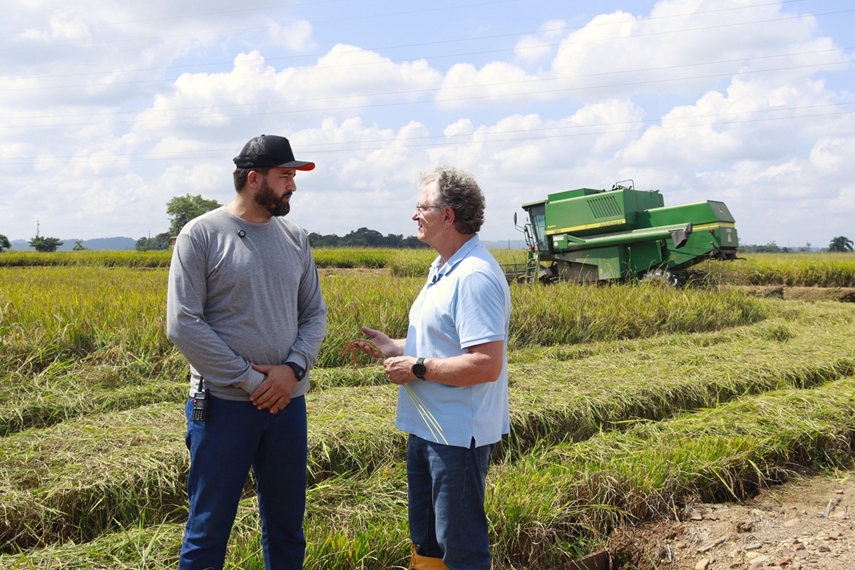Colheita avança em SC sob pressão da crise do arroz 6 Colheita do Arroz