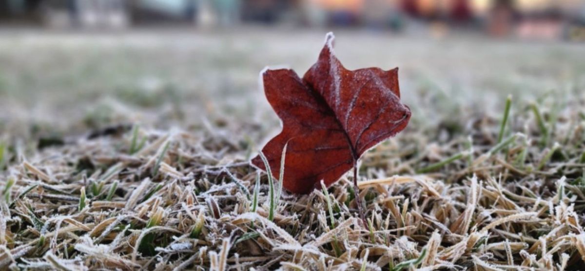 Frio