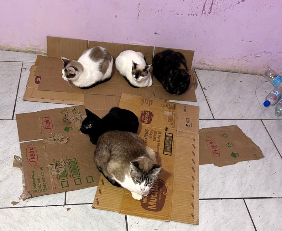 ONG Quero Adotar realiza resgate emergencial de 18 gatos após família ser despejada e pede apoio da comunidade 6 WhatsApp Image 2026 05 28 at 09.14.01 1