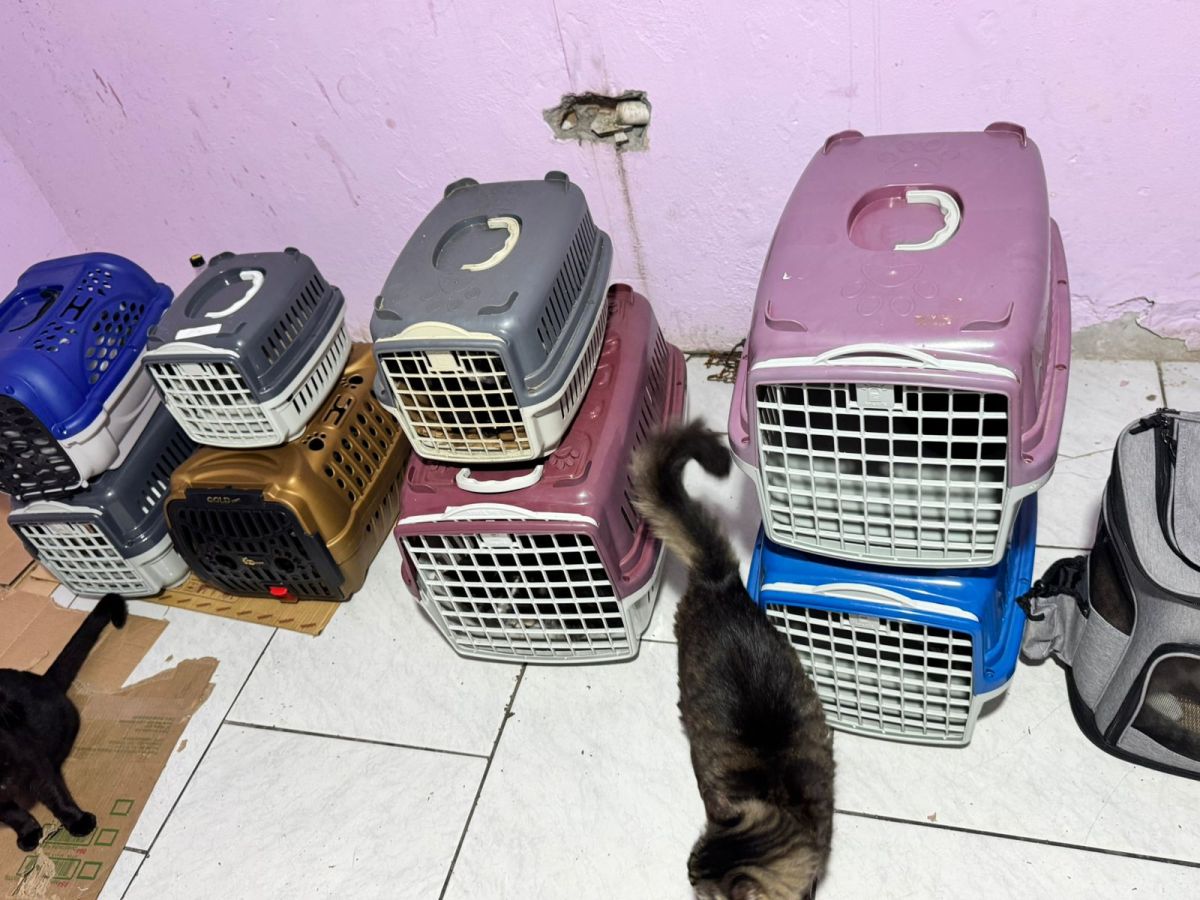 ONG Quero Adotar realiza resgate emergencial de 18 gatos após família ser despejada e pede apoio da comunidade 7 WhatsApp Image 2026 05 28 at 09.14.01