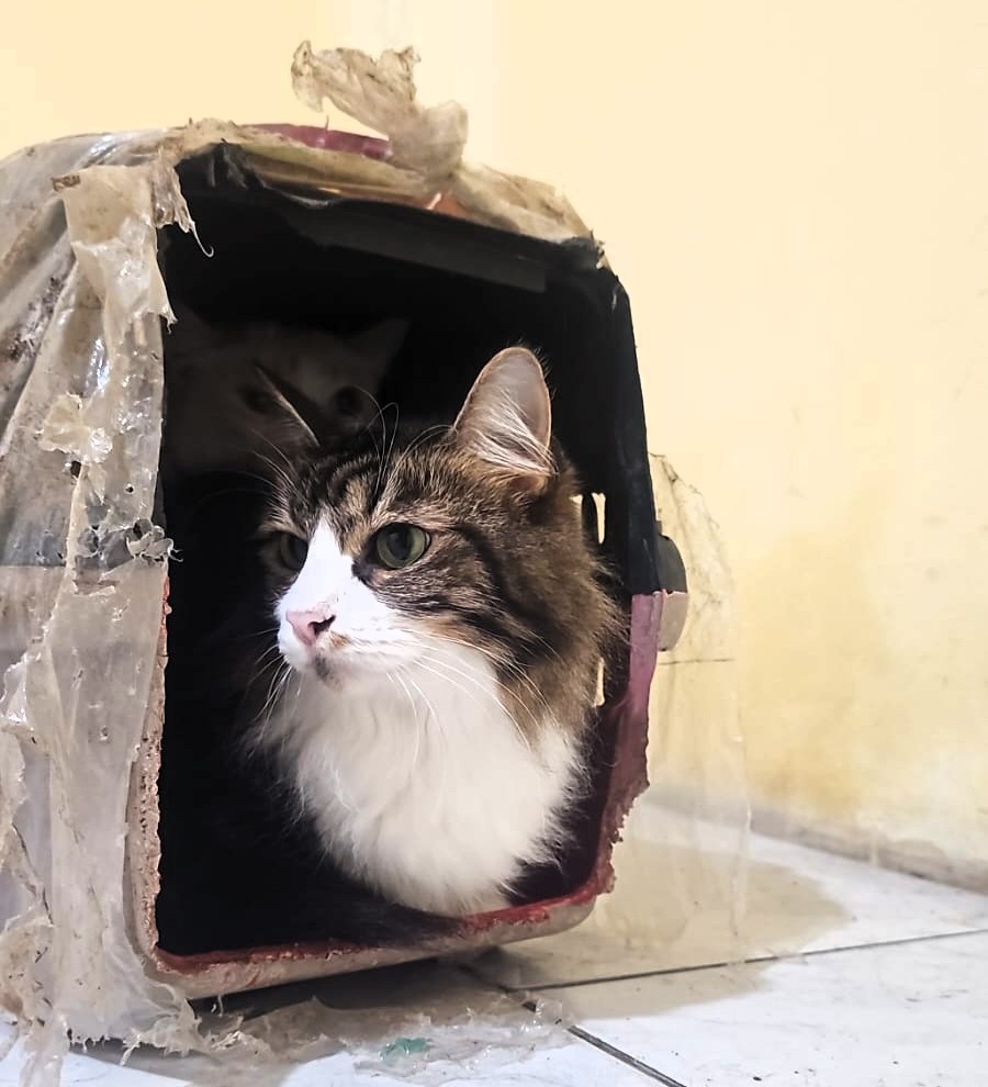 ONG Quero Adotar realiza resgate emergencial de 18 gatos após família ser despejada e pede apoio da comunidade 8 WhatsApp Image 2026 05 28 at 09.14.27 1