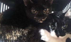 Gatos