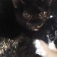Gatos