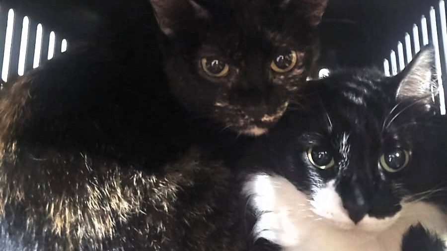 Gatos