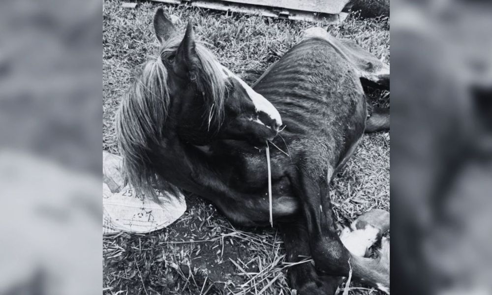 Cavalo