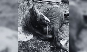 Cavalo