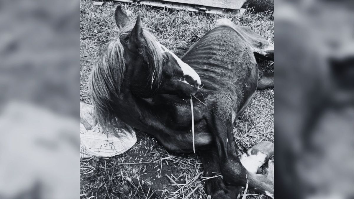 Cavalo