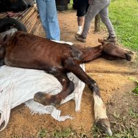 Após resgate de maus-tratos, voluntários buscam ajuda para tratamento de cavalo em Forquilhinha 8 WhatsApp Image 2026 08 02 at 20.55.26