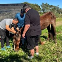 Após resgate de maus-tratos, voluntários buscam ajuda para tratamento de cavalo em Forquilhinha 6 WhatsApp Image 2026 08 02 at 20.55.38 1